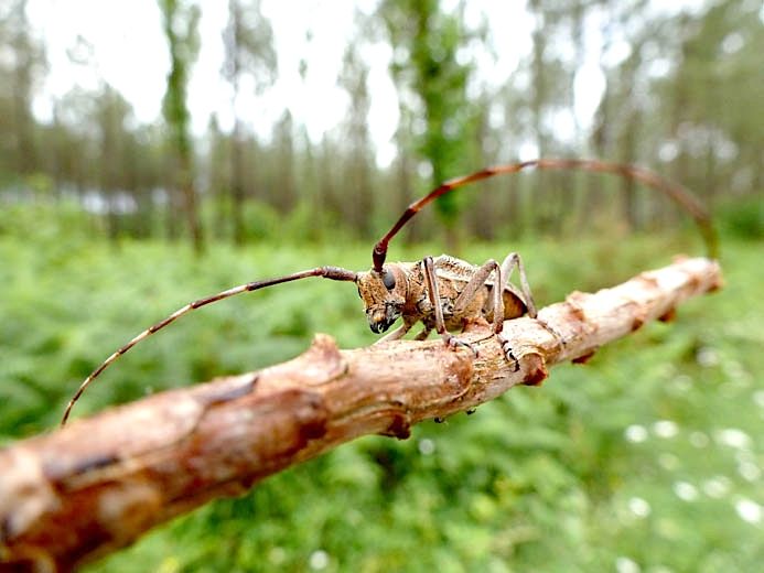 ALERTE – Nouveau foyer du nématode du pin à Angresse